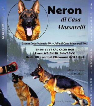 Německý ovčák štěňata - 9