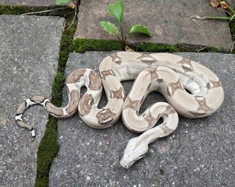 Boa imperator - Hypo RLT het VPI, Ghost het VPI, VPI Sunglow - 9