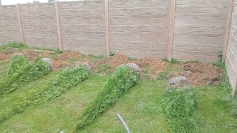 Tuja Smaragd, vavrínovec, červienka-Spišská Nová Ves, Kežmar - 9
