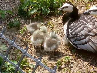 Bernikla Bielolíca / Kačica Mandarínska / Kanadská hus/ Husi - 9