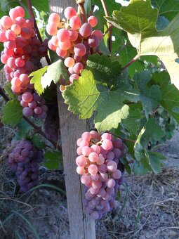predám záhradu s vinicou - 9