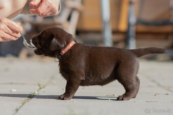 Labrador retriever s PP,  Labradorsky retriever - 9