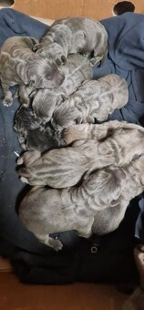 Cane corso krytie - 9