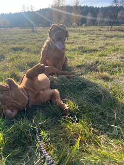 Bordeauxská doga s PP pes - 9