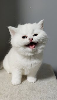 Britské mačiatka s PP❤️extra kvalita❤️ - 9