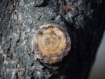 Zoom-Nikkor  80-200mm / F4,5 / Nikon F - 9