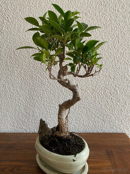 Fikus Ficus Retusa bonsaj1 - 9
