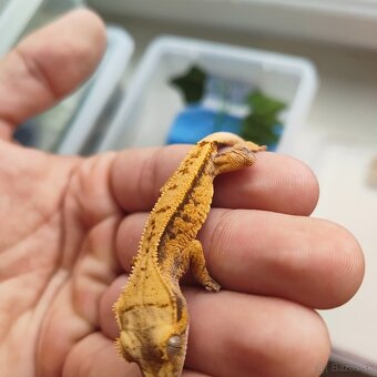 Pagekon riasnatý/Correlophus ciliatus - 9