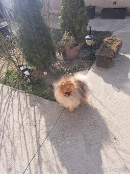 Pomeranian mini - 9