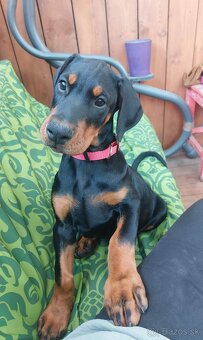 Doberman - 9
