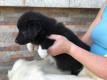 border kólia (collie, kolia) - 9
