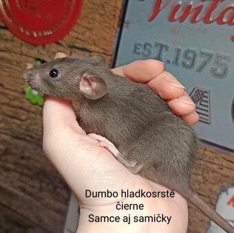❤ Dumbo, velveteen potkaníky - 9