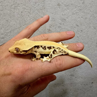 Pagekon riasnaty - C. ciliatus - 9