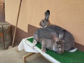 VIDENSKY.  DIVO. MODRY - 9