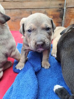 Predám šteniatka stafford/American bully - 9