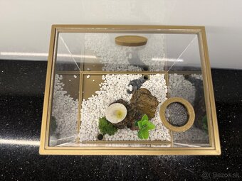 🐜 Predám formikárium + kolóniu Camponotus nicobarensis (krá - 9