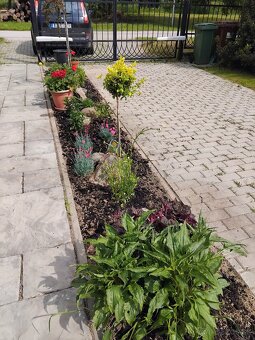 Realizácie záhrad,rez ovocných stromov a drevín - 9