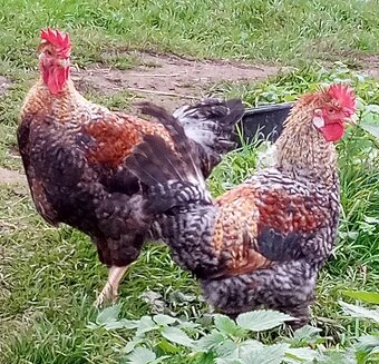 Nv zelené green shell - 9