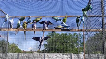 Alexandre malé 03/2025 - 9