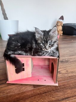 Maine coon / mainska myvalia s PP - 9