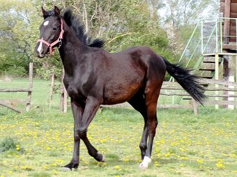 appaloosa žrebček - 9