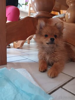 Pomeranian spic - 9