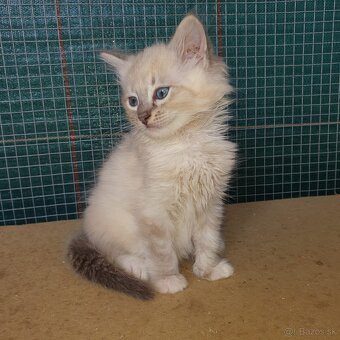 Ponukam maciatko ragdoll - 9