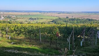 Registrovaný, obrábaný vinič 14,7 áru - 9