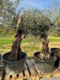 Olivovník európsky (Olea europaea) - 9