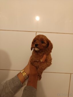 Cavapoo - 9