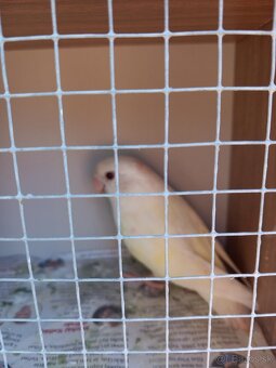 Agapornis ružovohrdlý - 9
