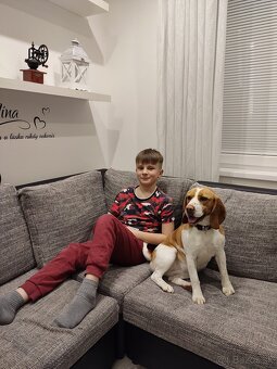 Beagle ,Bigl - 9