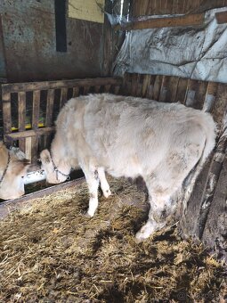 Predám jalovice - 9