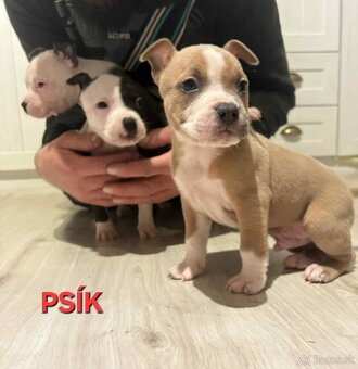 Predam amstaff/stafford - 9