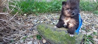 Nemecky pomeriansky špic - 9