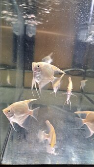 Americke cichlidy Amphilophus Citrinellus a skalare zlaté - 9