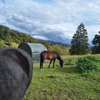 Pastvinové ustajnenie - 9