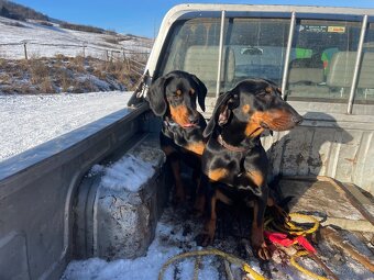 Tatranský durič x Slovenský kopov - 9