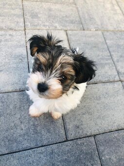 Predám Yorkshire Biwer Terrier - 9