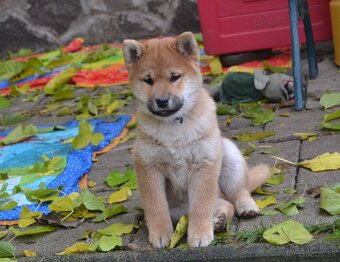 Shiba inu  s PP  /FCI / - 9