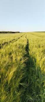 Predam  nove domace zemiaky, pšenicu, jačmeň. - 9