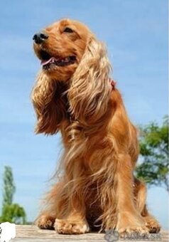 Anglický kokeršpániel - 9