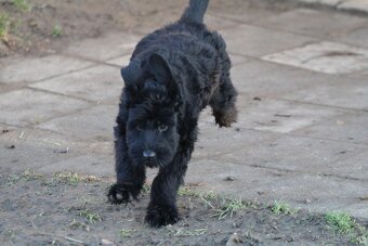 Bradáč veľký čierny s PP - 9