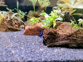 Predám krevetky Neocaridina Blue Diamond - 9