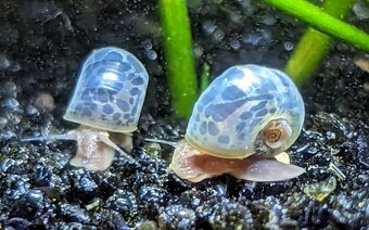 Krevetky,ryby,slimáky - 9