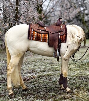 Pripúšťanie cremello žrebcom AQH - 9