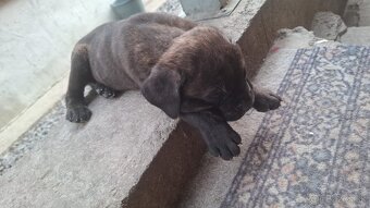Predám Cane Corso Šteniatka - 9