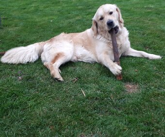 Zlatý Retriever - 9