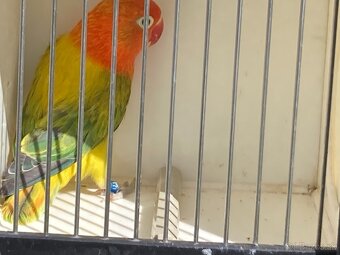 Agapornis fischeri - 9