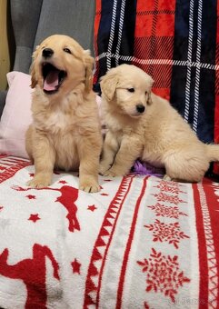 Šteniatka zlatý retriever - 9